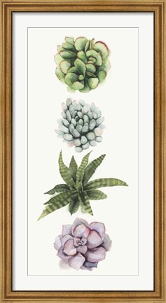 Framed Row of Succulents II Print