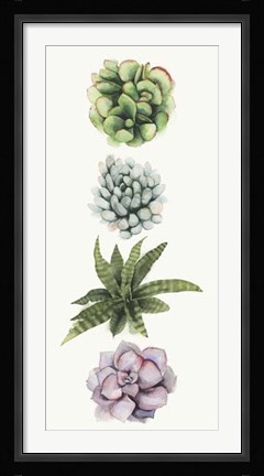 Framed Row of Succulents II Print