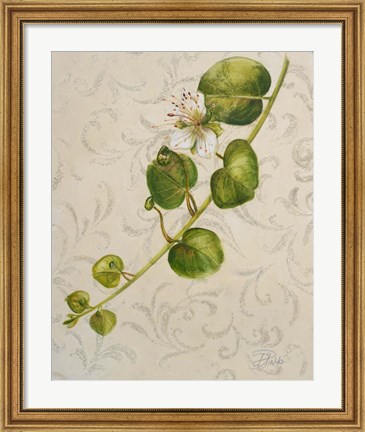 Framed Botanica I Print