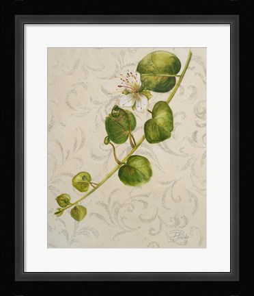 Framed Botanica I Print