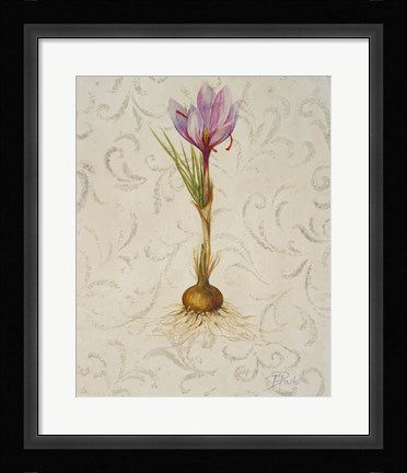 Framed Botanica III Print