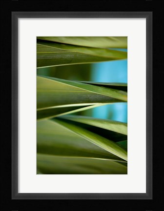 Framed Palma III Print