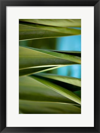 Framed Palma III Print