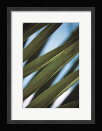 Framed Palma IV Print