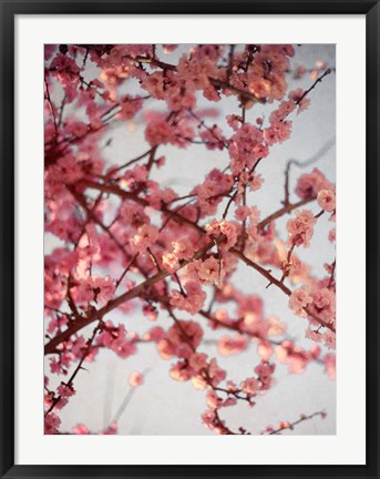Framed Cherry Blossoms I Print