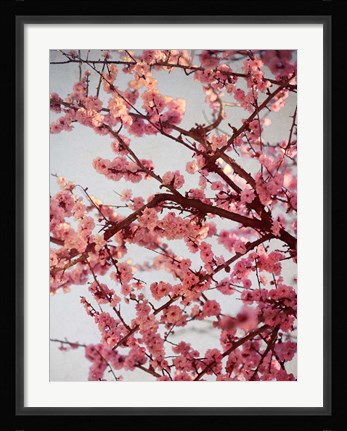 Framed Cherry Blossoms II Print