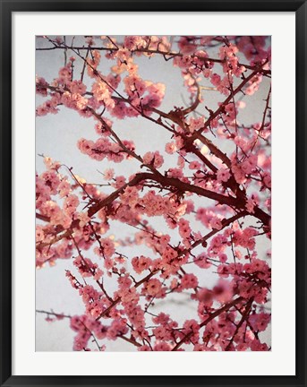 Framed Cherry Blossoms II Print