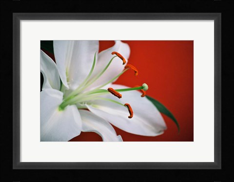 Framed White Lily Print