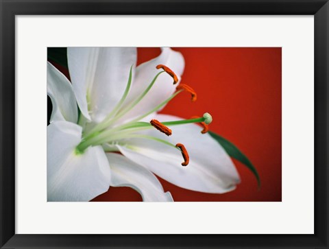 Framed White Lily Print