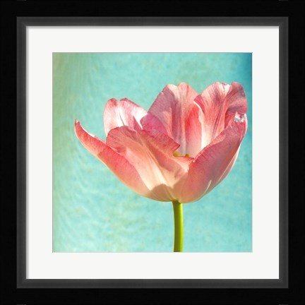Framed Pink Tulip Print