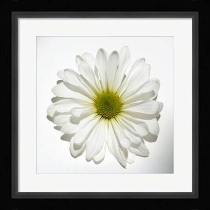 Framed White Daisy II Print