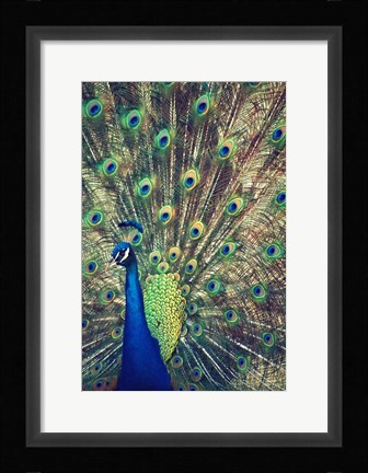 Framed Royally Blue I Print
