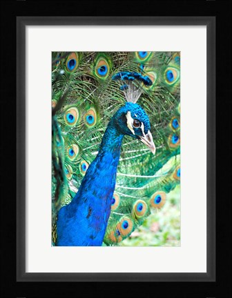 Framed Royally Blue II Print