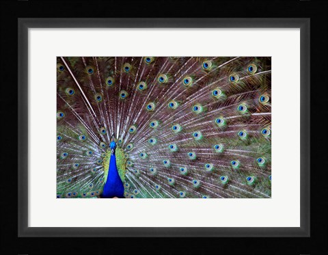 Framed Wild Beauty Print