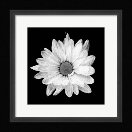 Framed White Daisy I Print