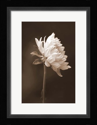 Framed Sepia Flower I Print