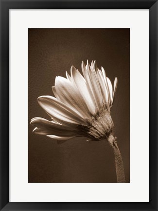 Framed Sepia Flower II Print
