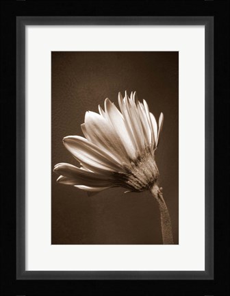 Framed Sepia Flower II Print
