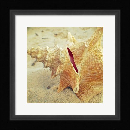 Framed Conch Print