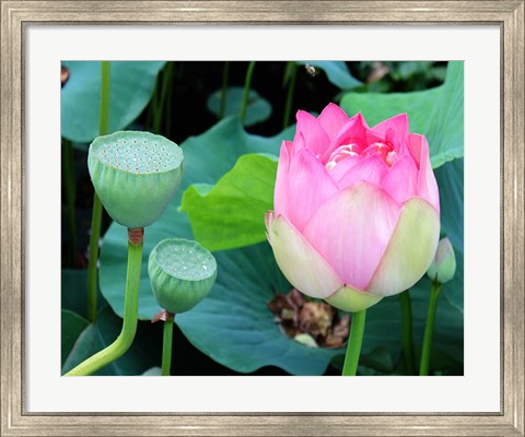 Framed Purple Lotus I Print