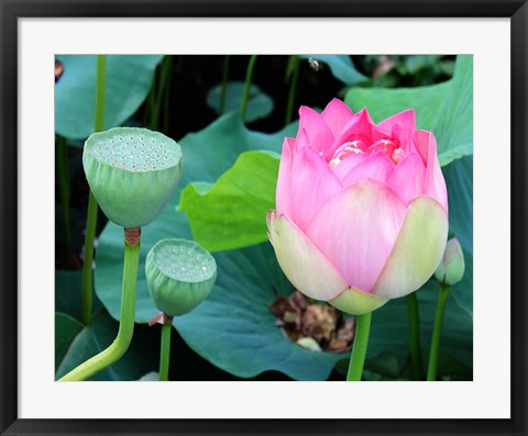Framed Purple Lotus I Print