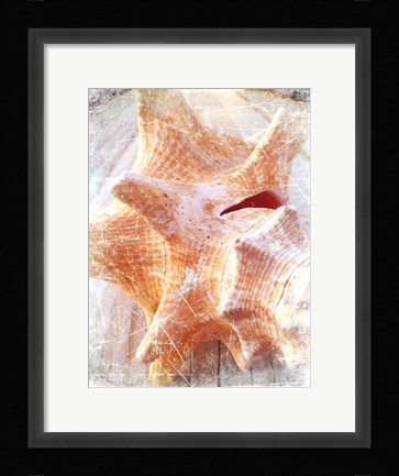 Framed Conch I Print