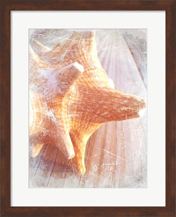 Framed Conch II Print