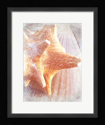 Framed Conch II Print