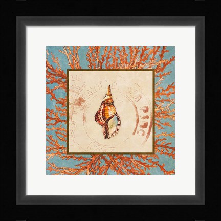Framed Coral Medley Shell IV Print