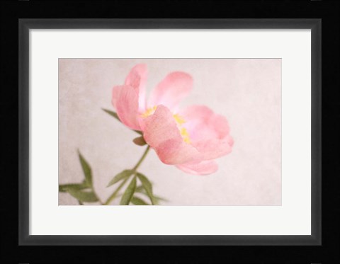 Framed Soft Petals Print