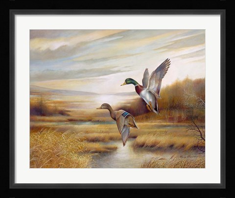 Framed Mallards Print