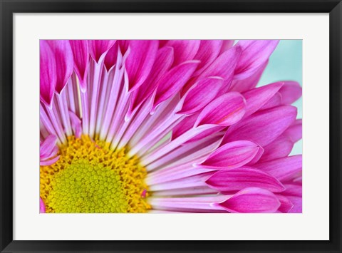 Framed Fuschia Bloom Print