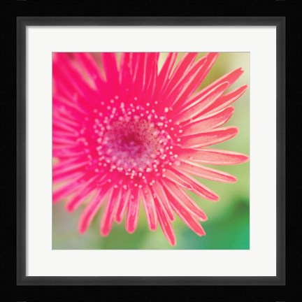 Framed Pink Fun I Print