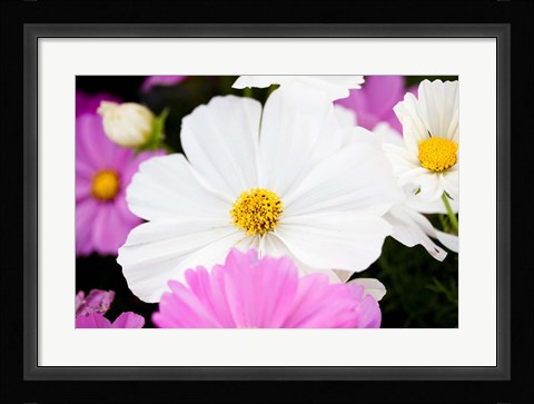 Framed Daisies II Print