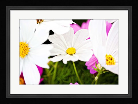 Framed Daisies I Print