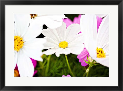 Framed Daisies I Print