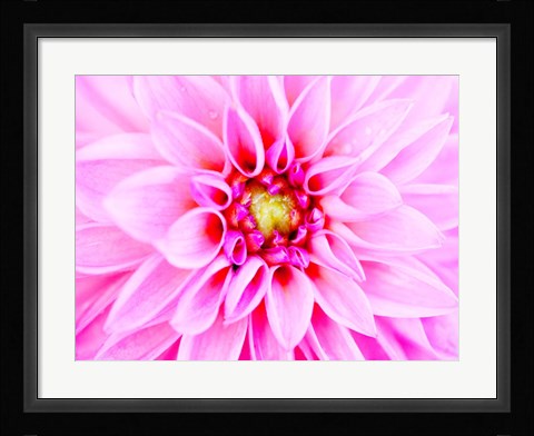 Framed Pink Explosion I Print