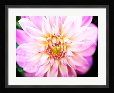 Framed Pink Explosion II Print