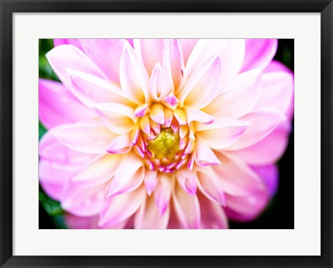 Framed Pink Explosion II Print