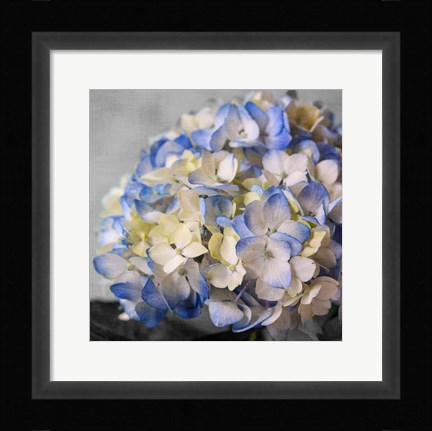 Framed Hydrangeas I Print