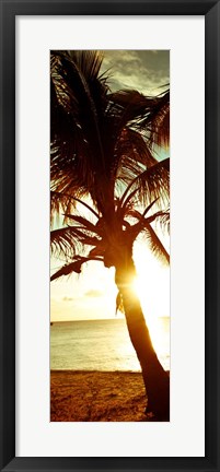 Framed Warm Bimini Palm Print
