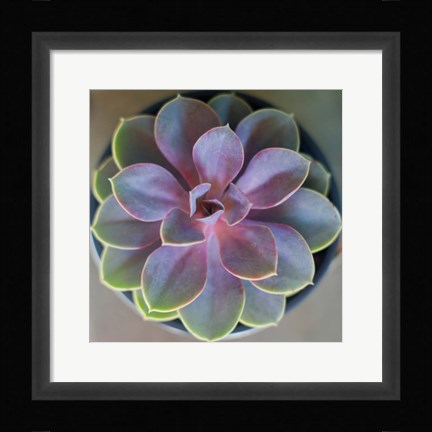 Framed Close to Nature Print