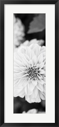 Framed White Bloom II Print