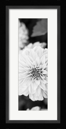 Framed White Bloom II Print