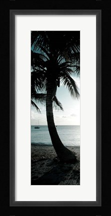 Framed Cool Bimini Palm II Print