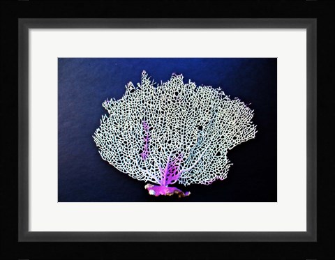 Framed Coral On Navy II Print