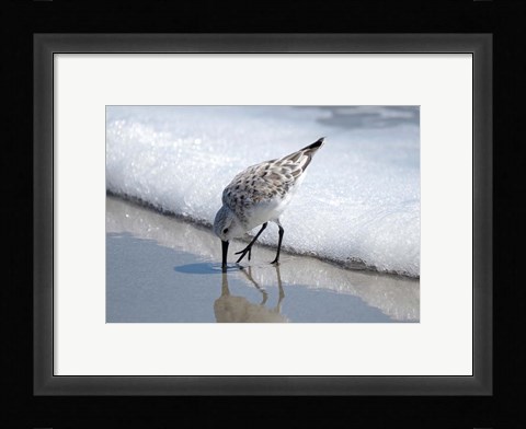 Framed Sandpiper IA Print