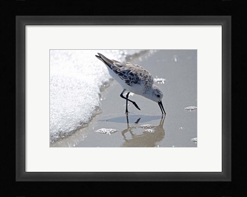 Framed Sandpiper IIA Print