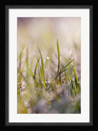 Framed Soft Morning Dew I Print
