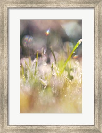 Framed Soft Morning Dew II Print